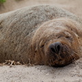 1311 Australie Faune 015