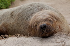 1311 Australie Faune 015