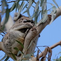 1311 Australie Faune 016
