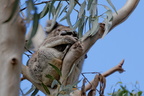 1311 Australie Faune 016