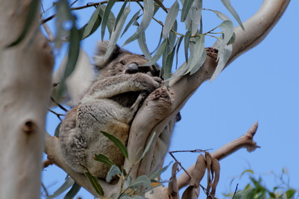 1311_Australie_Faune_016.jpg