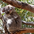 1311 Australie Faune 017