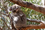 1311 Australie Faune 017