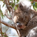 1311 Australie Faune 018