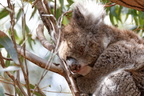 1311 Australie Faune 018