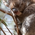 1311 Australie Faune 019