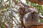 La faune australienne