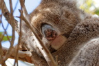 1311 Australie Faune 021