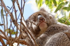 1311 Australie Faune 022