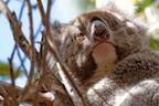 1311 Australie Faune 023