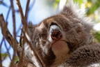 1311 Australie Faune 024