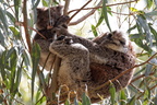 1311 Australie Faune 025