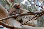 1311 Australie Faune 026
