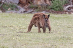 1311 Australie Faune 027