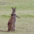 1311 Australie Faune 029