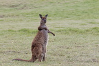 1311 Australie Faune 029