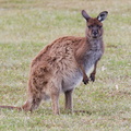 1311 Australie Faune 031