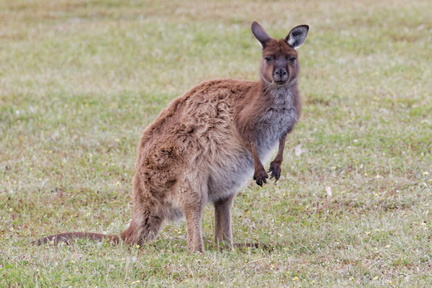 1311_Australie_Faune_031.jpg