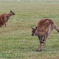 1311 Australie Faune 032