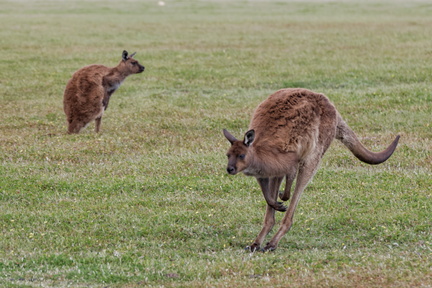 1311_Australie_Faune_032.jpg