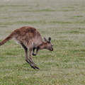1311 Australie Faune 033