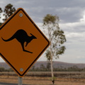 1311 Australie Faune 040