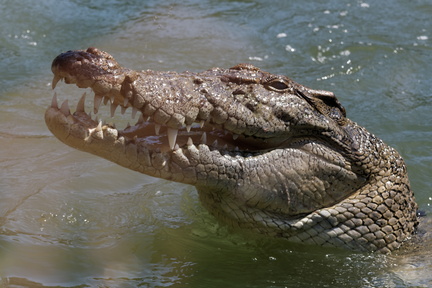 1311_Australie_Faune_041.jpg