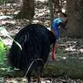 1311 Australie Faune 042