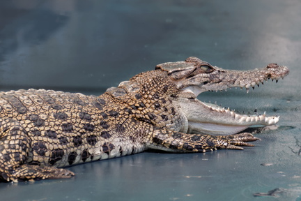 1311_Australie_Faune_043.jpg