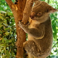 1311 Australie Faune 044