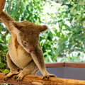 1311 Australie Faune 045