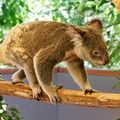 1311 Australie Faune 046