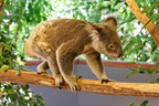 1311 Australie Faune 046 (6182 visites) 1311 Australie Faune 046
