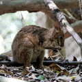 1311 Australie Faune 047