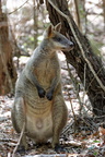 1311 Australie Faune 048 (6200 visites) 1311 Australie Faune 048