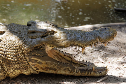 1311_Australie_Faune_051.jpg