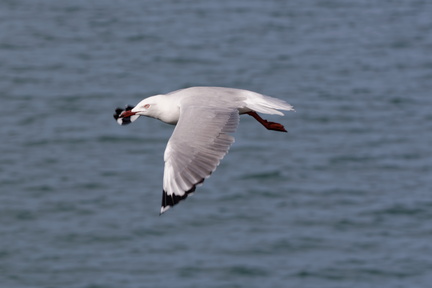 1311_Australie_Faune_053.jpg