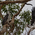 1311 Australie Faune 054