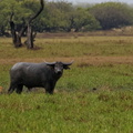 1311 Australie Faune 057
