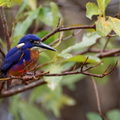 1311 Australie Faune 058