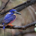 1311 Australie Faune 059