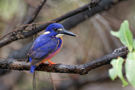 1311_Australie_Faune_059.jpg