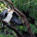 1311 Australie Faune 060