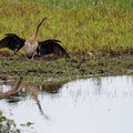 1311 Australie Faune 061