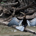 1311 Australie Faune 067
