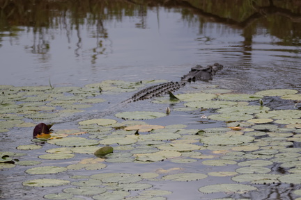 1311_Australie_Faune_068.jpg
