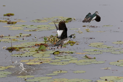 1311_Australie_Faune_072.jpg