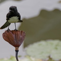 1311 Australie Faune 073