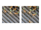 Fourmis Australienne